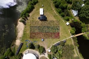 Lietuvos rekordas – didžiausia iš žmonių sudaryta trispalvė VRM festivalyje – nuotrauka 1